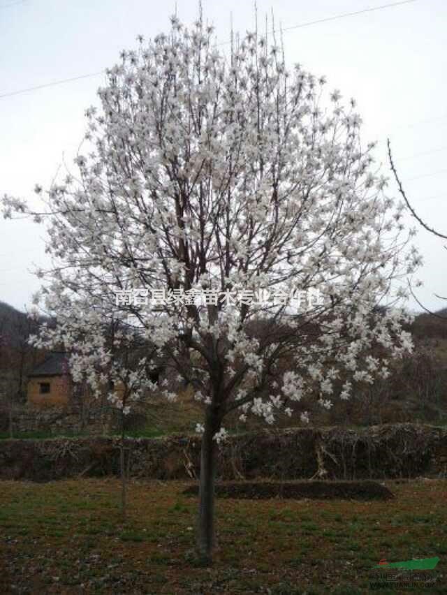 河南哪里有紅玉蘭白玉蘭黃玉蘭？最便宜的紅白黃玉蘭樹苗多少錢