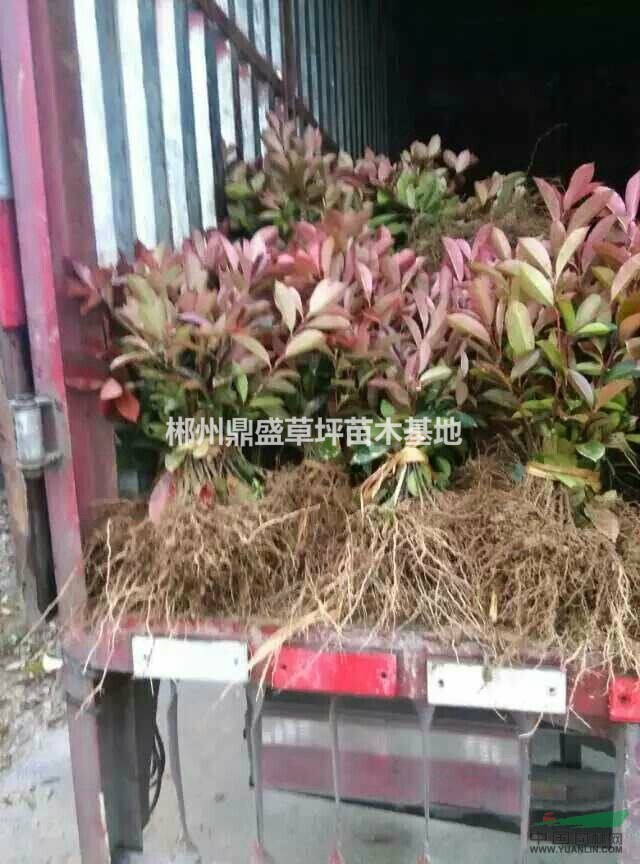 湖南郴州大量供应红叶石楠