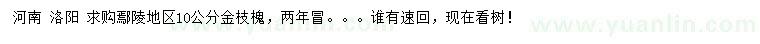 求購10公分金枝槐