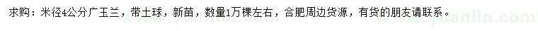 求購米徑4公分廣玉蘭