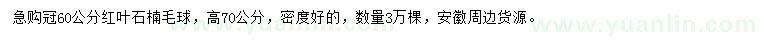 求購(gòu)冠60公分紅葉石楠毛球