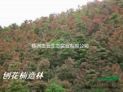 供應(yīng)刨花楠苗 h20-30cm