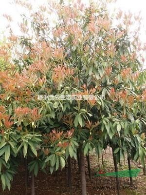 供應紅楠苗  h50-60cm