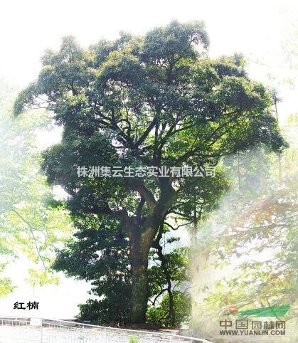 供應紅楠苗  h50-60cm