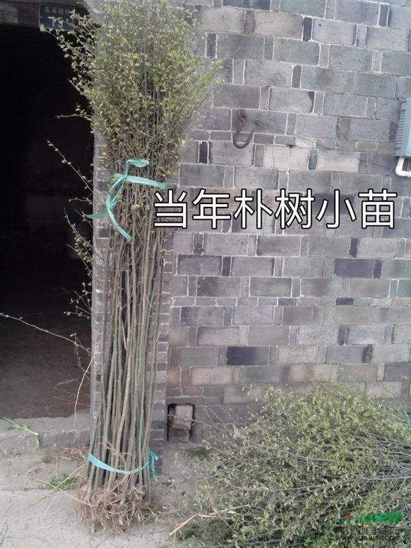 樸樹小苗
