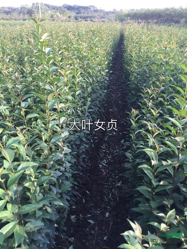 大葉女貞小苗