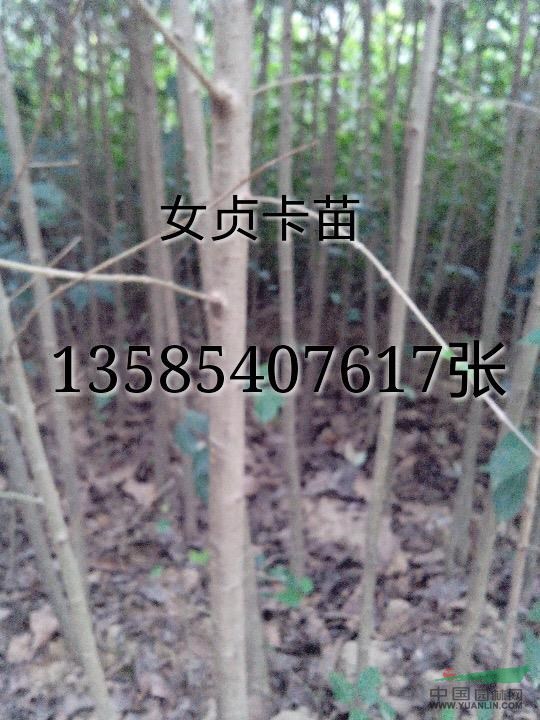 大葉女貞小苗