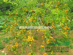 山東杏苗 珍珠油杏品質(zhì)好