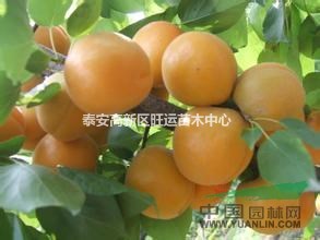 山東杏苗 珍珠油杏品質(zhì)好