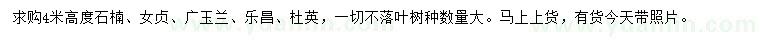 求購(gòu)石楠、女貞、廣玉蘭等