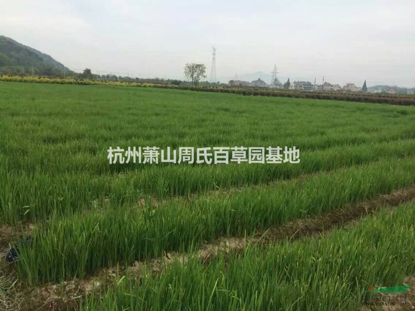 廣東中山大量供應(yīng)黃花鳶尾1000萬芽，自產(chǎn)自銷，價(jià)格優(yōu)惠。