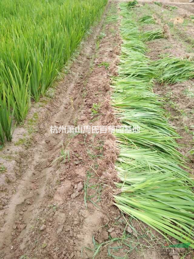 廣東中山大量供應(yīng)黃花鳶尾1000萬芽，自產(chǎn)自銷，價(jià)格優(yōu)惠。