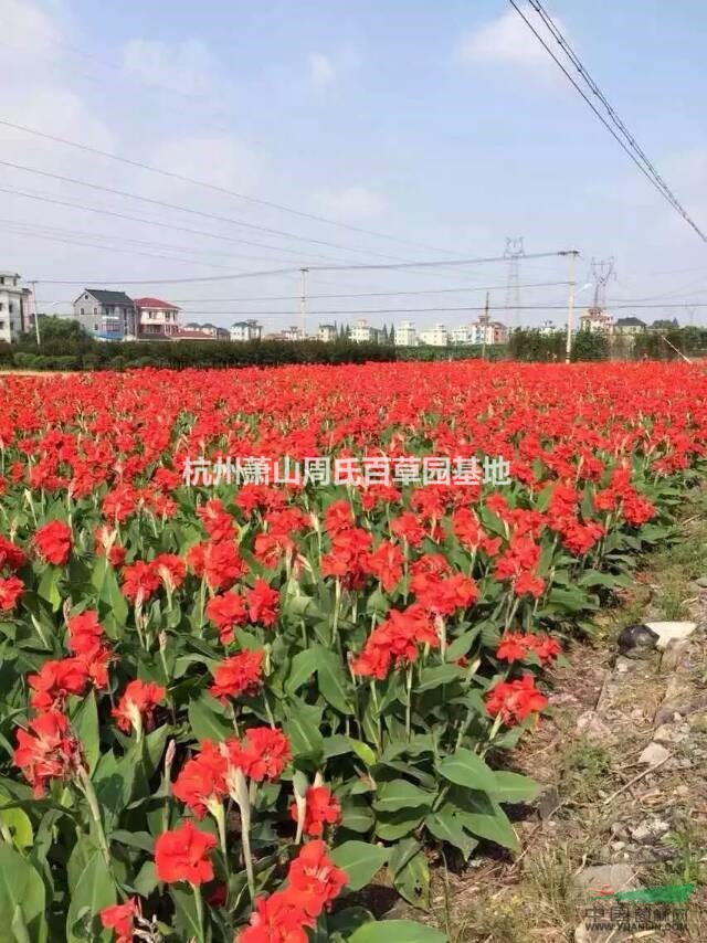 廣東中山大量供應(yīng)水生美人蕉1000萬(wàn)芽，自產(chǎn)自銷，價(jià)格優(yōu)惠。