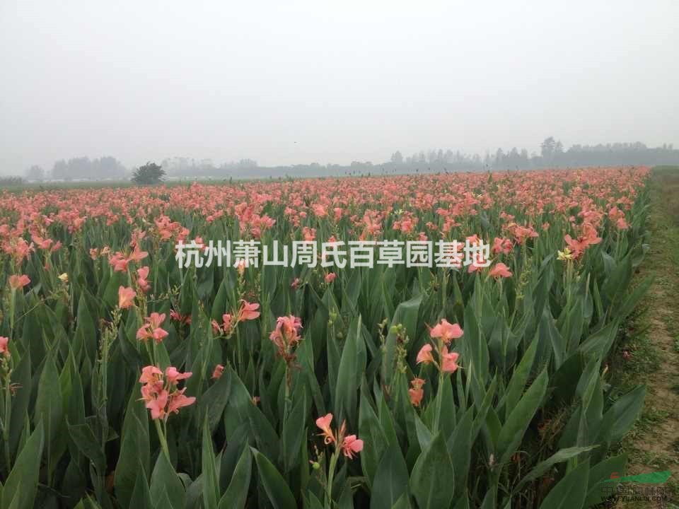 廣東中山大量供應(yīng)水生美人蕉1000萬(wàn)芽，自產(chǎn)自銷，價(jià)格優(yōu)惠。