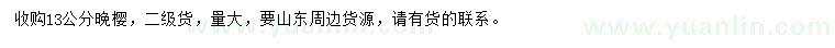 求購13公分晚櫻