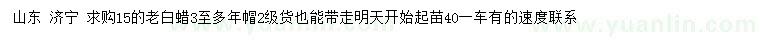 求購15公分老白蠟