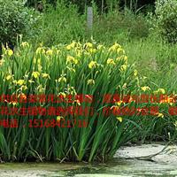 大量供應(yīng)各類草花水生植物，黃菖蒲價格 價格*對低！質(zhì)量有保證