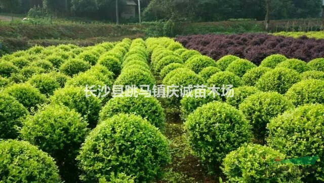 專供精品球80至1米5：紅花繼木球，紅葉石楠球，金森女貞球等