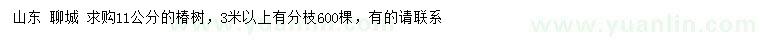 求購(gòu)11公分椿樹