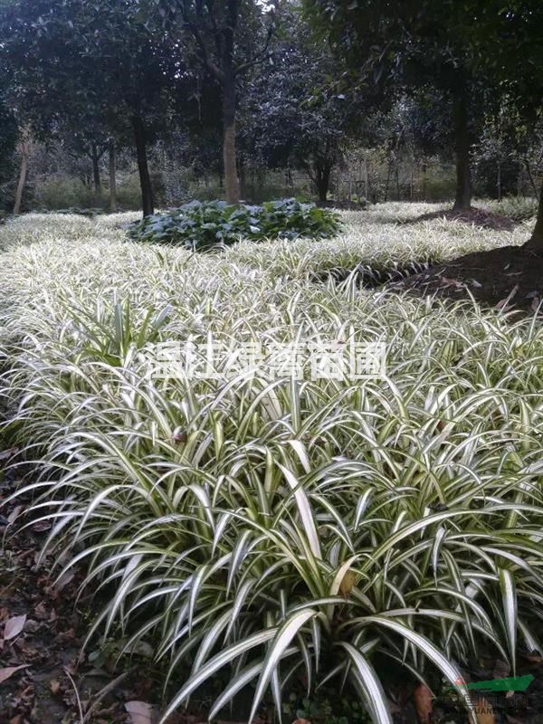 成都金禾女貞球種植基地