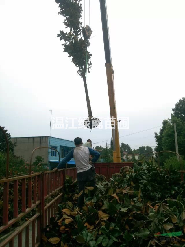 成都金禾女貞球種植基地