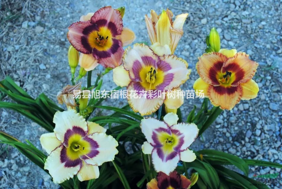 把大自然引入家居中，宿根花卉類最方便養(yǎng)殖萱草、鳶尾、玉簪等