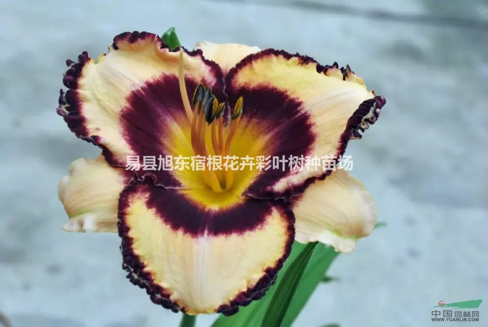 把大自然引入家居中，宿根花卉類最方便養(yǎng)殖萱草、鳶尾、玉簪等