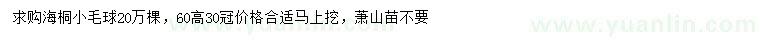 求購(gòu)高60公分海桐小毛球