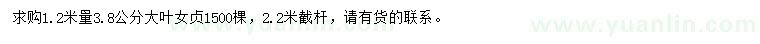 求購1.2米量3.8公分大葉女貞