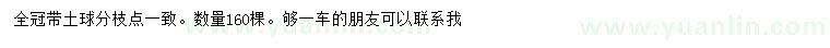 求購15公分金葉榆
