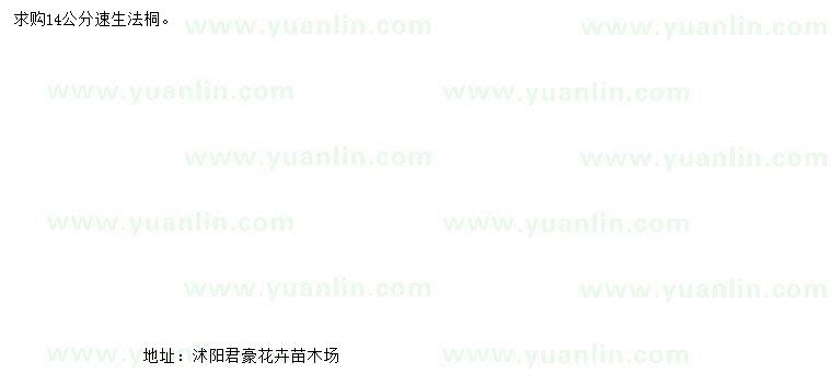 求購14公分速生法桐