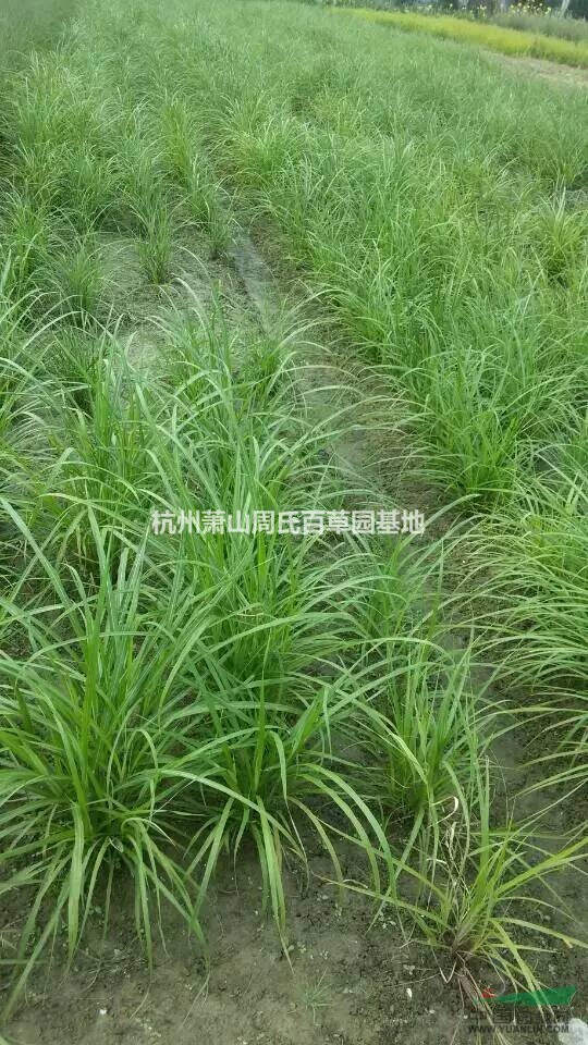 杭州蕭山大量供應(yīng)細葉芒800萬芽，自產(chǎn)自銷，價格優(yōu)惠。