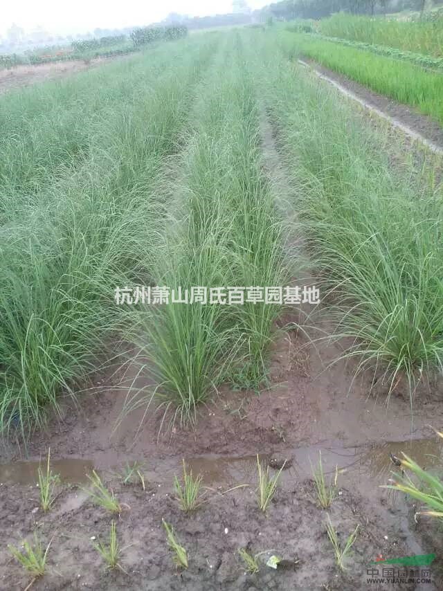 杭州蕭山大量供應(yīng)細葉芒800萬芽，自產(chǎn)自銷，價格優(yōu)惠。