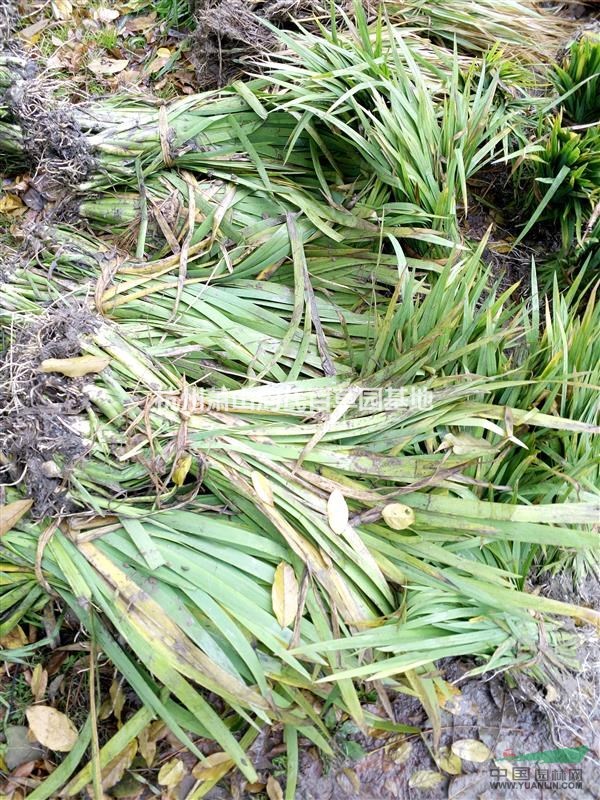 杭州蕭山大量供應(yīng)黃菖蒲800萬芽，和其它水生植物，價格優(yōu)惠。