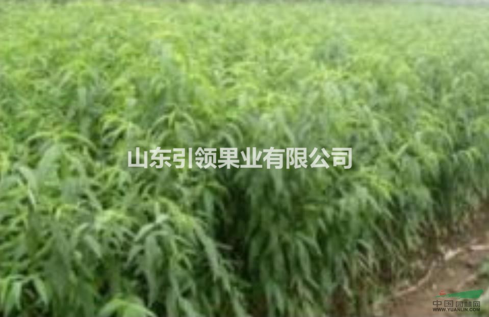紅冠   桃苗