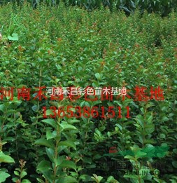 玫瑰紅紫薇價(jià)格|紫薇報(bào)價(jià)|河南玫瑰紅紫薇