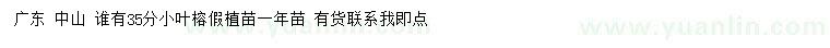 求購35公分小葉榕假植苗