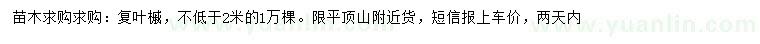 求購(gòu)2米以上復(fù)葉槭