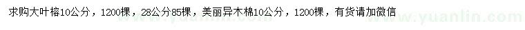 求購(gòu)10、28公分大葉榕、10公分美麗異木棉