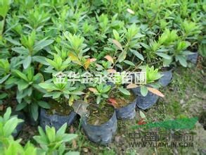 浙江毛鵑批發(fā)哪里好？最便宜的毛鵑價(jià)格多少錢？