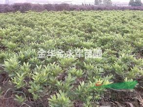 浙江毛鵑批發(fā)哪里好？最便宜的毛鵑價(jià)格多少錢？
