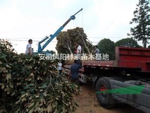 安徽供應(yīng)10-15公分廣玉蘭，最新精品廣玉蘭價(jià)格