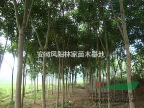 10-15公分欒樹低價出售，最新安徽欒樹批發(fā)價格