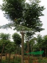 安徽欒樹(shù)哪里價(jià)格便宜？10公分欒樹(shù)價(jià)格多少錢(qián)？