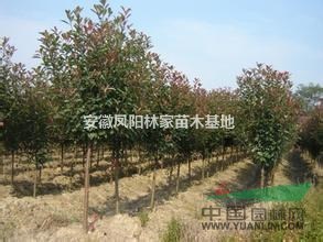安徽紅葉石楠哪里有？最便宜紅葉石楠價(jià)格多少錢？