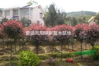 安徽紅葉石楠哪里有？最便宜紅葉石楠價(jià)格多少錢？