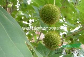安徽大量批發(fā)5-10公分法桐，最便宜法桐價格多少錢