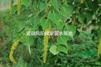 今年烏桕怎么賣？安徽烏桕價格最便宜多少錢？