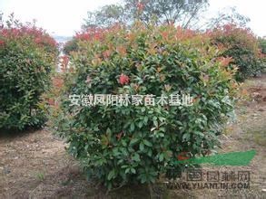 安徽供應(yīng)1-1.5米高紅葉石楠球，最便宜紅葉石楠球價(jià)格
