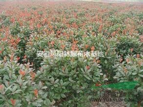 安徽供應(yīng)1-1.5米高紅葉石楠球，最便宜紅葉石楠球價(jià)格